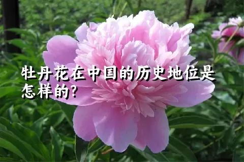 牡丹花在中国的历史地位是怎样的？