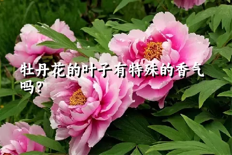 牡丹花的叶子有特殊的香气吗？