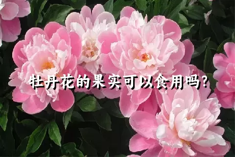 牡丹花的果实可以食用吗？