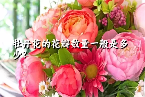 牡丹花的花瓣数量一般是多少？