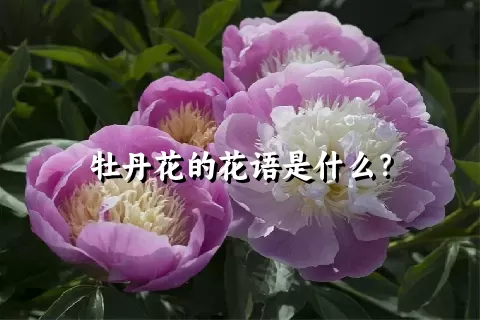 牡丹花的花语是什么？