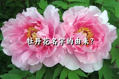 牡丹花名字的由来？