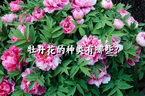 牡丹花的种类有哪些？