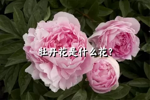 牡丹花是什么花？