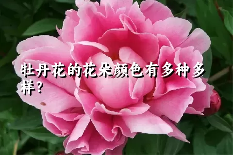 牡丹花的花朵颜色有多种多样？