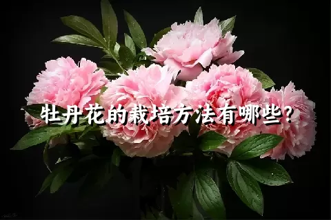 牡丹花的栽培方法有哪些？