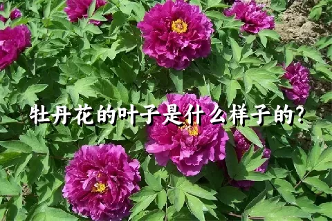 牡丹花的叶子是什么样子的？