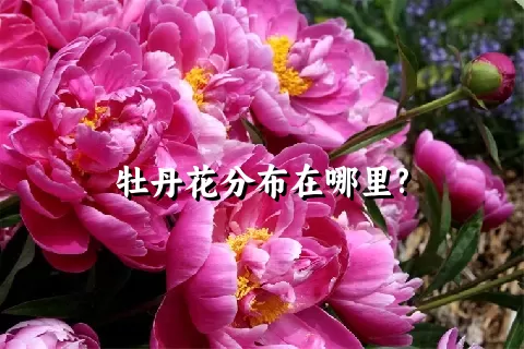 牡丹花分布在哪里?