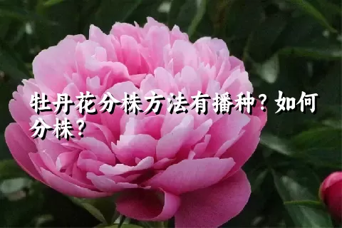 牡丹花分株方法有播种？如何分株？