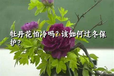 牡丹花怕冷吗？该如何过冬保护？