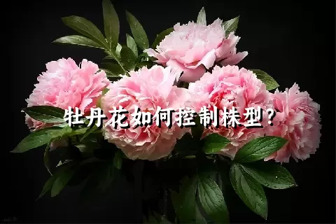 牡丹花如何控制株型？