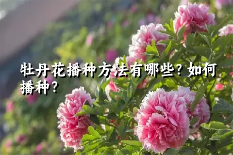 牡丹花播种方法有哪些？如何播种？