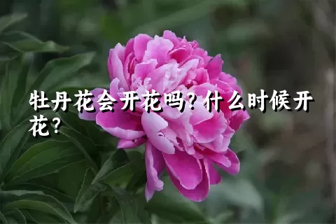 牡丹花会开花吗？什么时候开花？