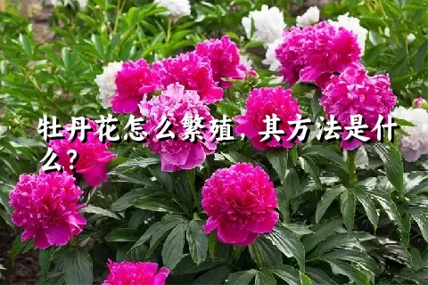 牡丹花怎么繁殖，其方法是什么？