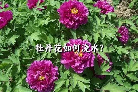 牡丹花如何浇水？