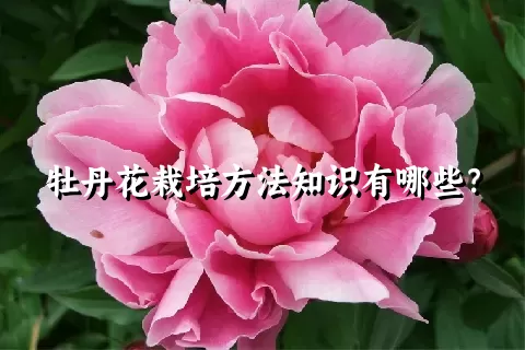 牡丹花栽培方法知识有哪些？