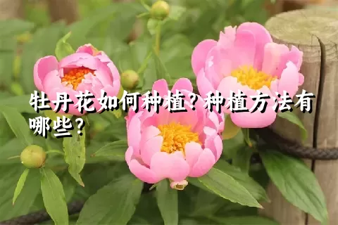 牡丹花如何种植？种植方法有哪些？