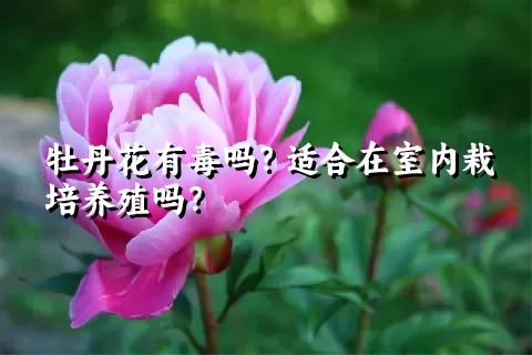 牡丹花有毒吗？适合在室内栽培养殖吗？