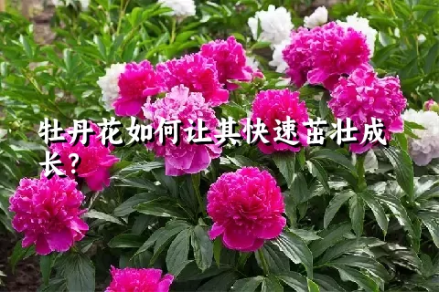 牡丹花如何让其快速茁壮成长？