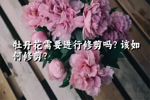 牡丹花需要进行修剪吗？该如何修剪？