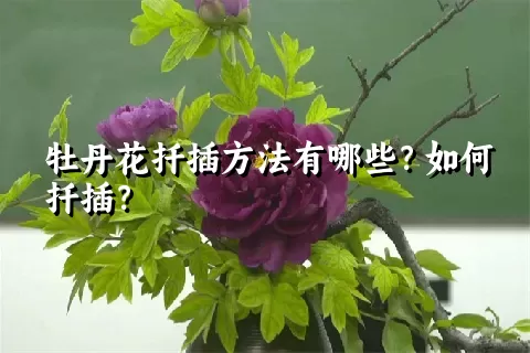 牡丹花扦插方法有哪些？如何扦插？