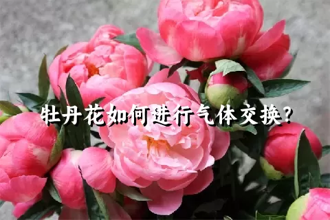 牡丹花如何进行气体交换？