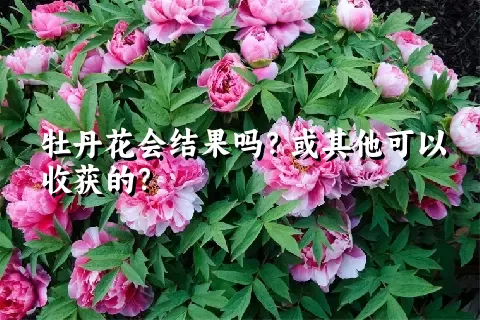 牡丹花会结果吗？或其他可以收获的？