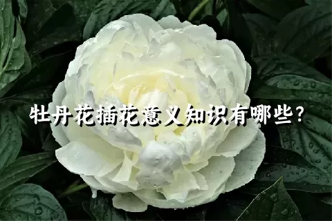 牡丹花插花意义知识有哪些？