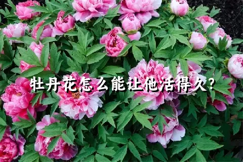 牡丹花怎么能让他活得久？