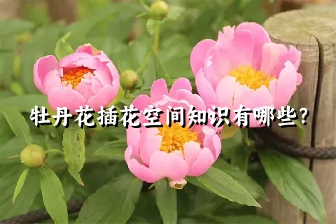 牡丹花插花空间知识有哪些？