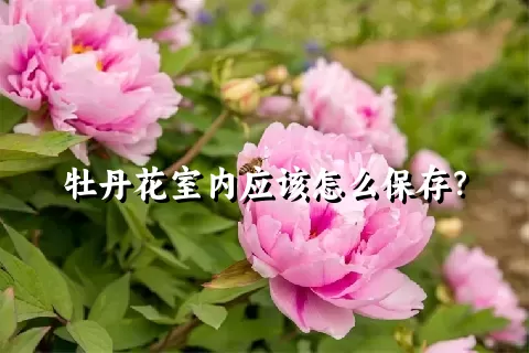 牡丹花室内应该怎么保存？