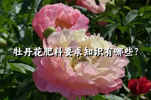 牡丹花肥料要求知识有哪些？