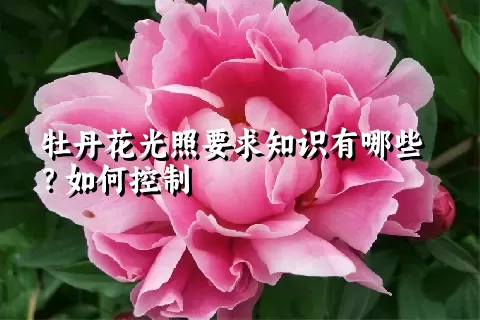 牡丹花光照要求知识有哪些？如何控制