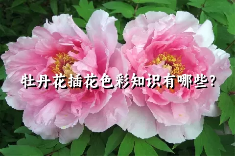 牡丹花插花色彩知识有哪些？