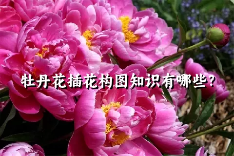 牡丹花插花构图知识有哪些？