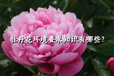 牡丹花环境要求知识有哪些？