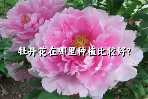 牡丹花在哪里种植比较好？