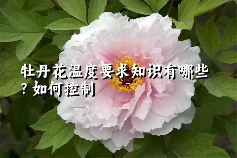 牡丹花温度要求知识有哪些？如何控制