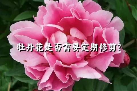 牡丹花是否需要定期修剪？