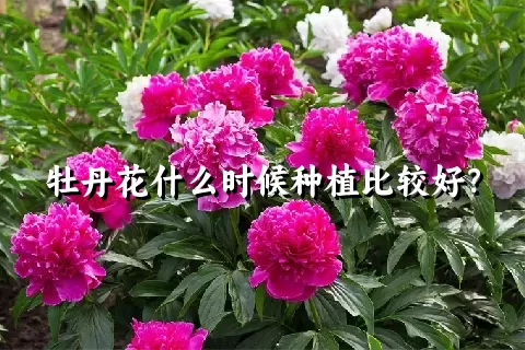 牡丹花什么时候种植比较好？