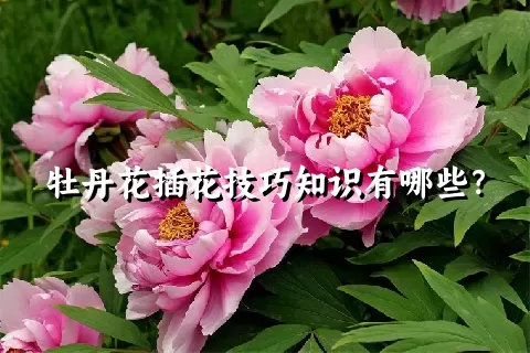 牡丹花插花技巧知识有哪些？