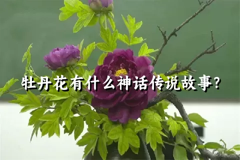 牡丹花有什么神话传说故事？