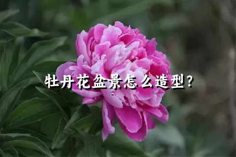 牡丹花盆景怎么造型？