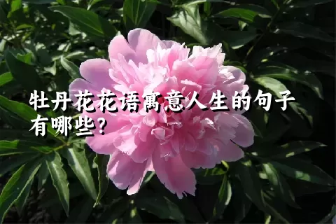 牡丹花花语寓意人生的句子有哪些？