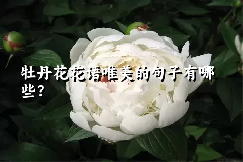 牡丹花花语唯美的句子有哪些？