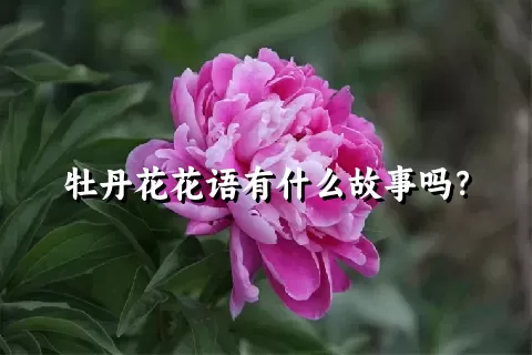 牡丹花花语有什么故事吗？