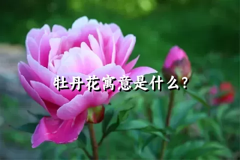 牡丹花寓意是什么？