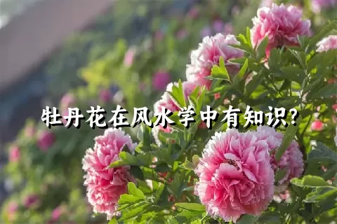 牡丹花在风水学中有知识？