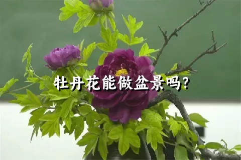 牡丹花能做盆景吗？