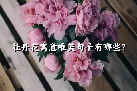 牡丹花寓意唯美句子有哪些？